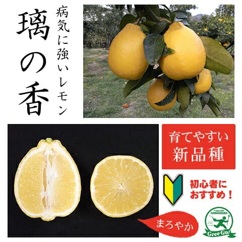 璃の香レモン大苗木♪ Amazon.co.jp: レモン 苗 【璃の香 （りのか） ［登録品種］】 3年生